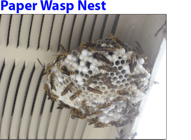 Paper Wasp (or sometimes called Umbrella Wasp) nest